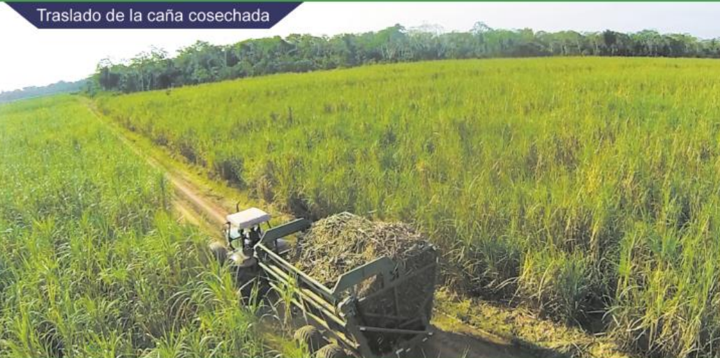 traslado caña cosechada